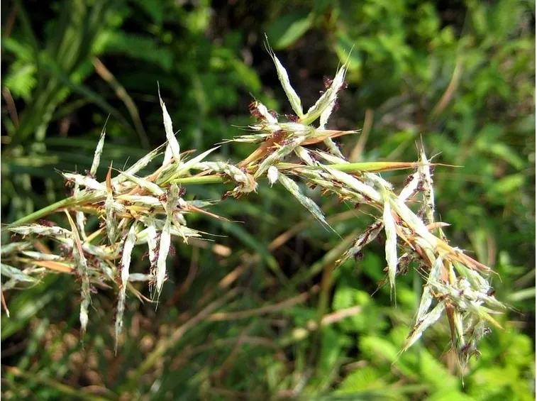 citronella