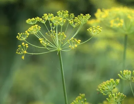 Fiori finocchietto