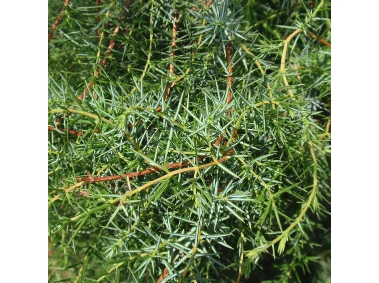 juniperus communis
