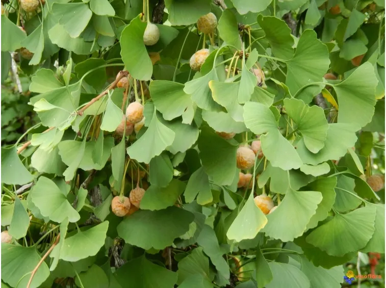 pianta di gingko biloba