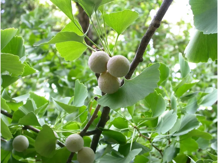 frutti del gingko