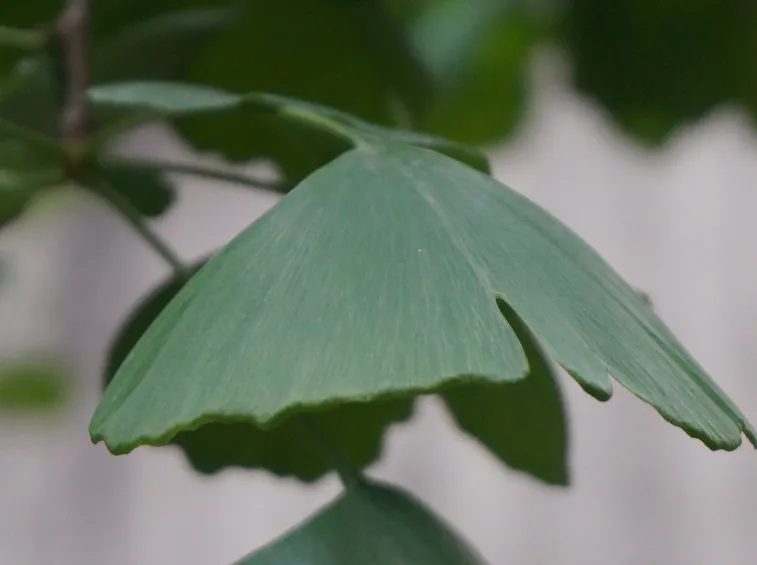 ginko