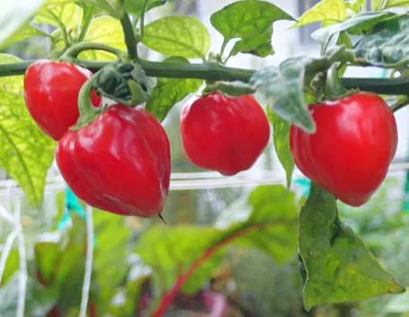 Peperoncino Habanero