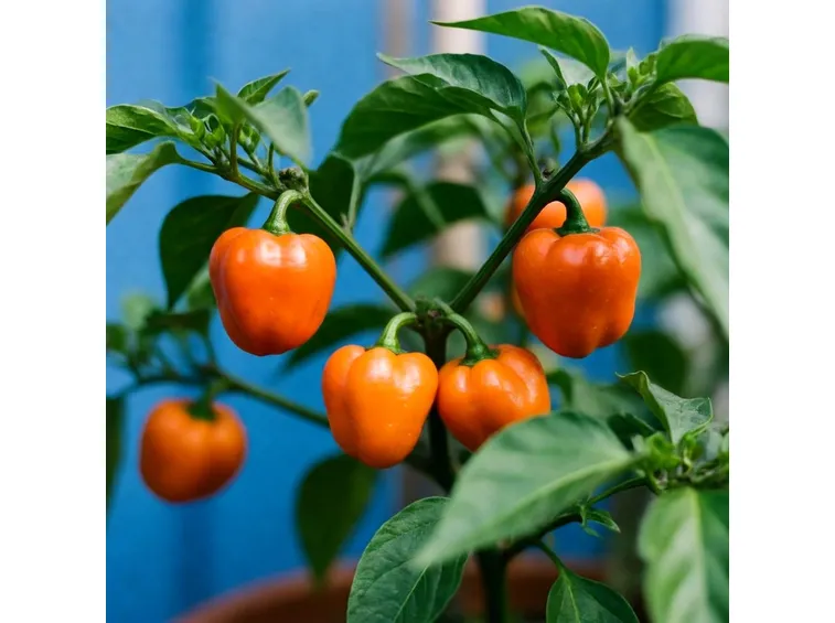 habanero orange