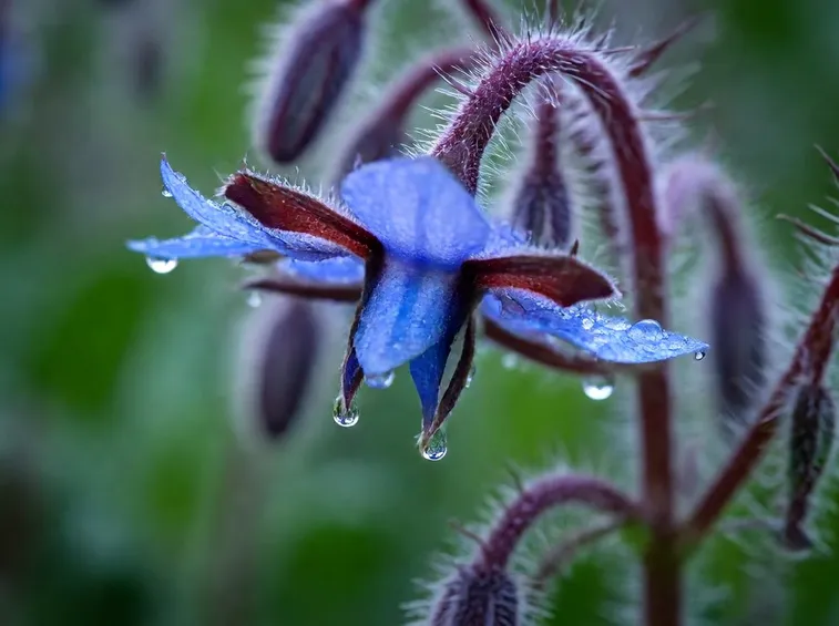 Fiore di borragine