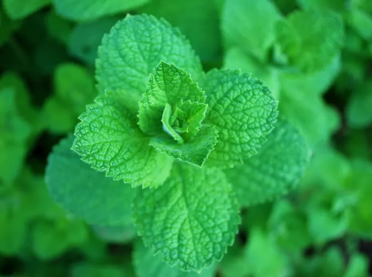 Menta aquatica