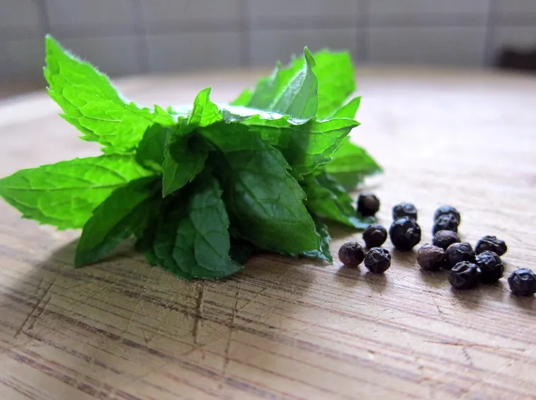 Menta romana fiorita