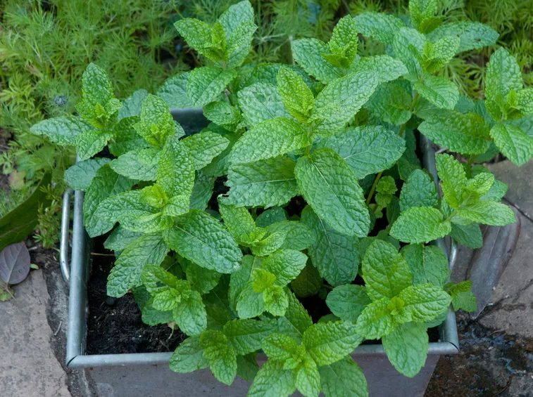 Piantina di menta romana