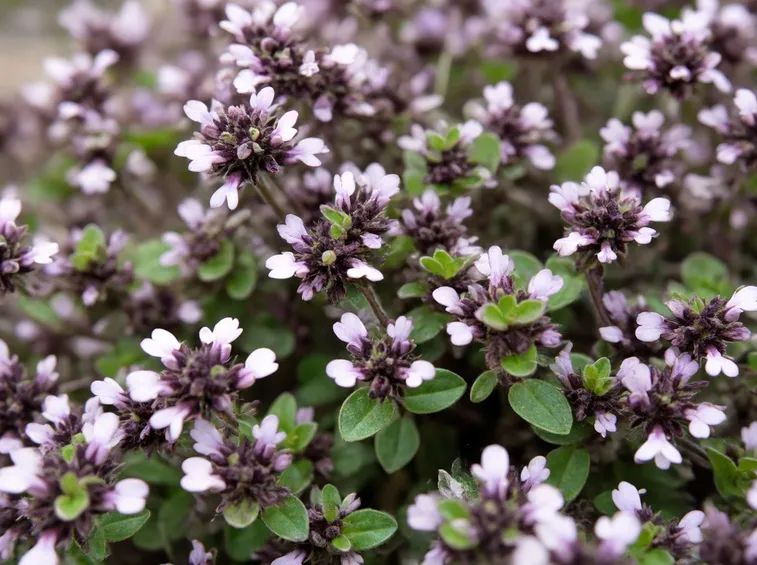 origanum vulgare