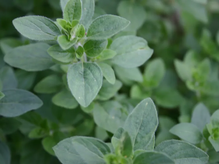 origano