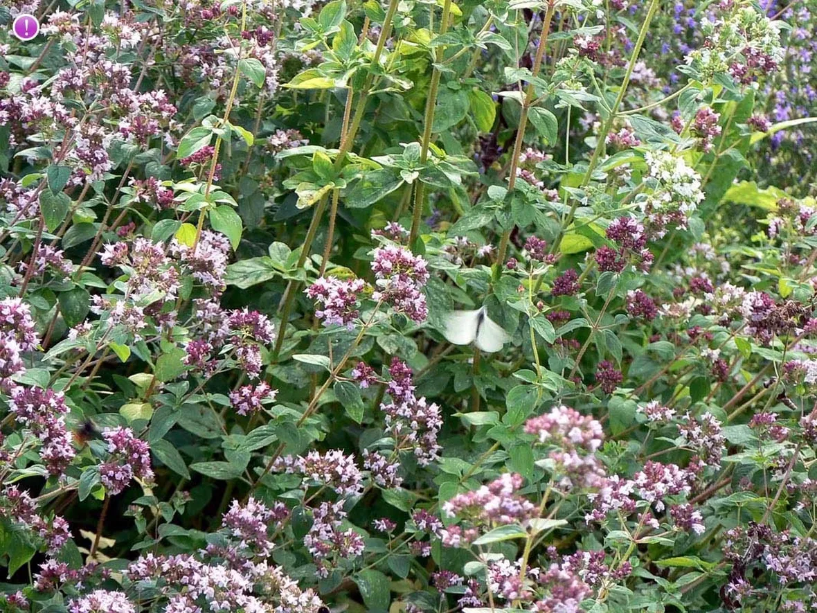 origanum vulgare
