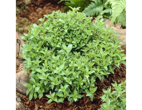 Pianta di origano fiorita