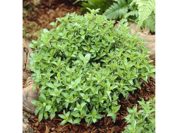 Pianta di origano fiorita