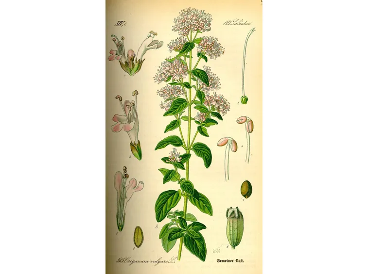 Illustrazione della pianta di origano in un erbolario.