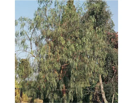 Albero pepe rosa