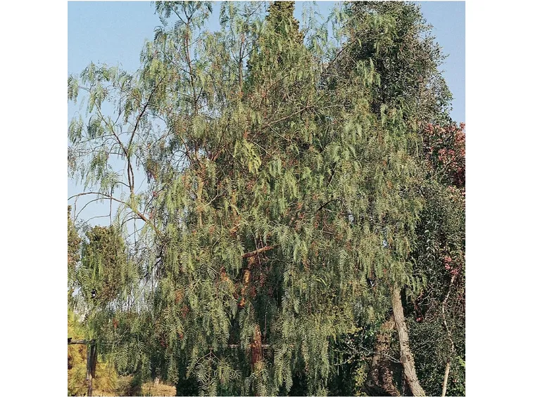 Albero pepe rosa