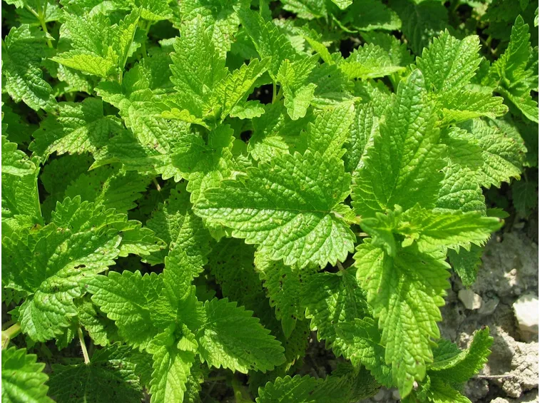Melissa officinalis