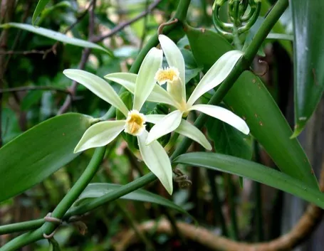 Fiori di vaniglia