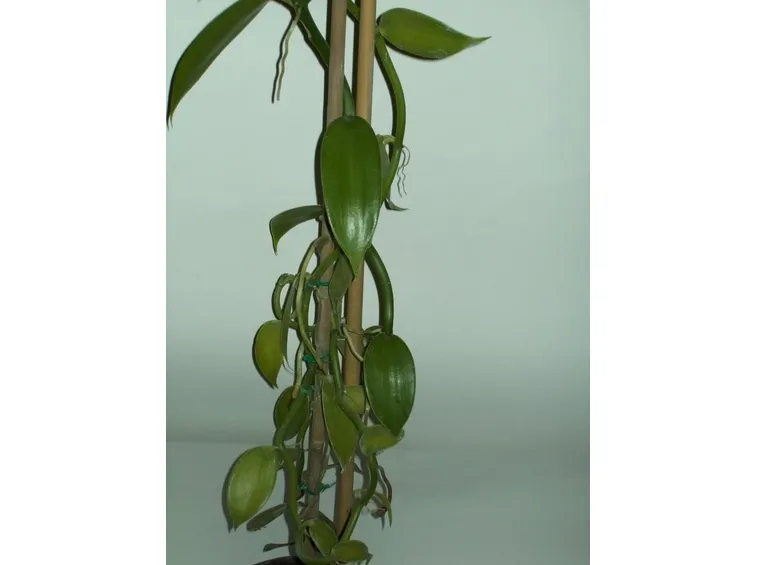 Pianta di Vaniglia in vaso