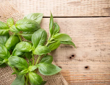 piante aromatiche