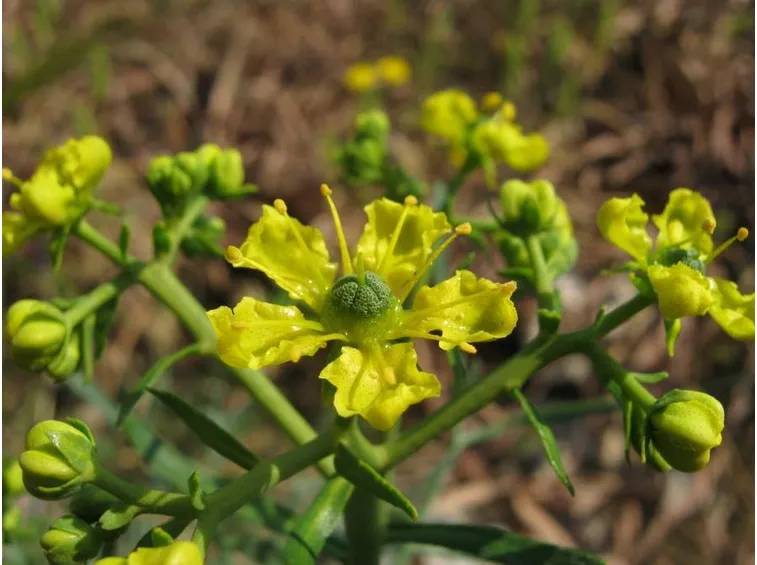 ruta graevolens