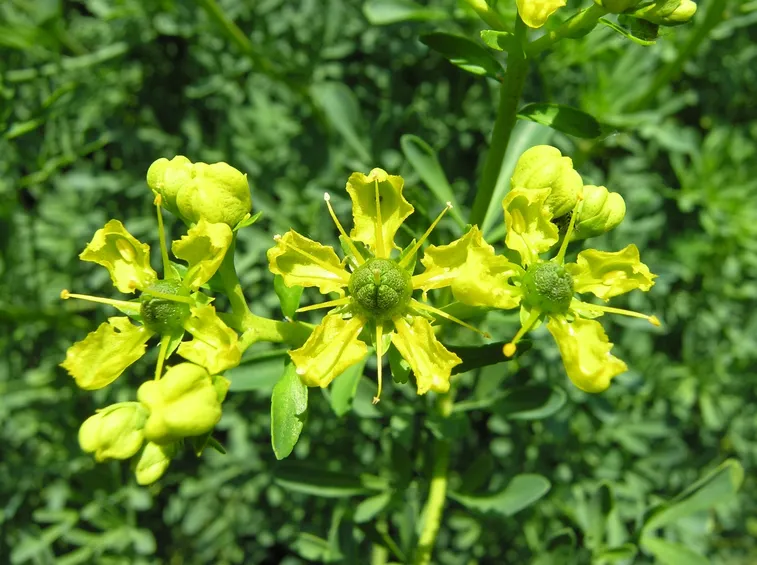 ruta graevolens jackmans blue
