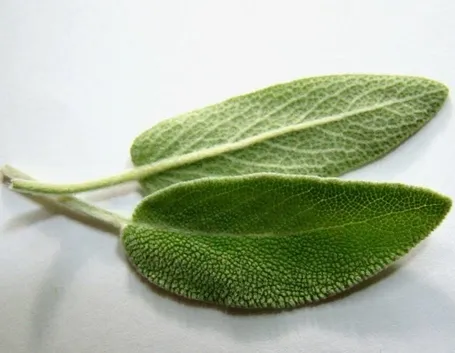 foglia di salvia al microscopio