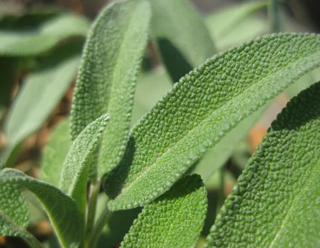 coltivare salvia