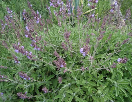salvia officinalis