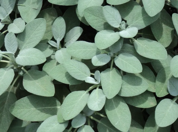 salvia