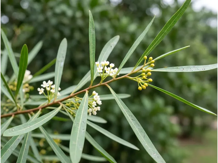 Fiori pianta falso pepe