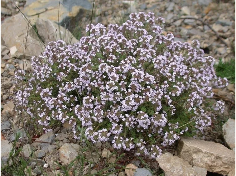 thymus vulgaris
