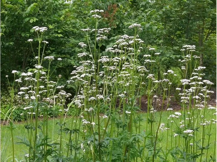 Valeriana