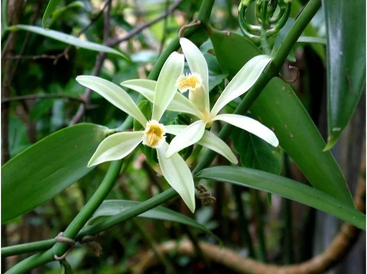 I fiori della vaniglia