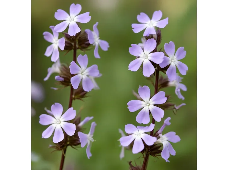 fiore verbena