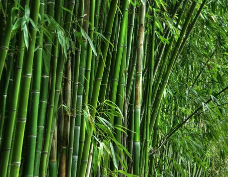 bambu