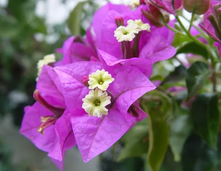 bougainville