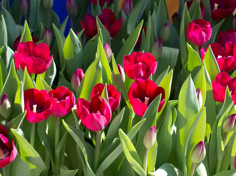 fiore tulipano