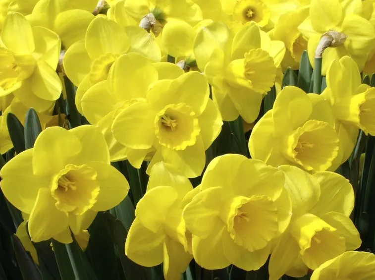 narcisi