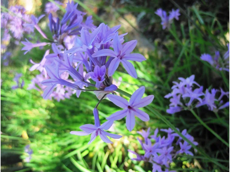 esempio di fiore da bulbo