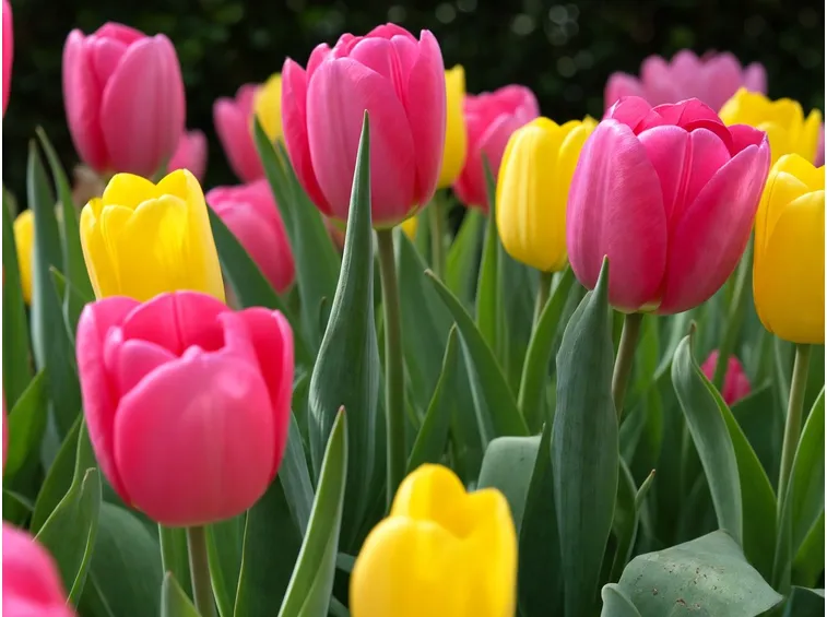 tulipani