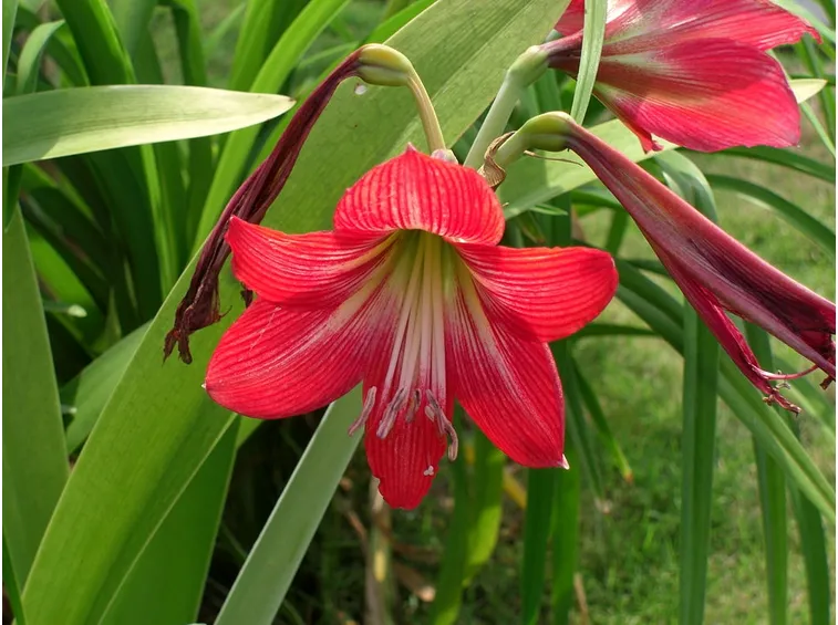 Fiore di amaryllis rosso.