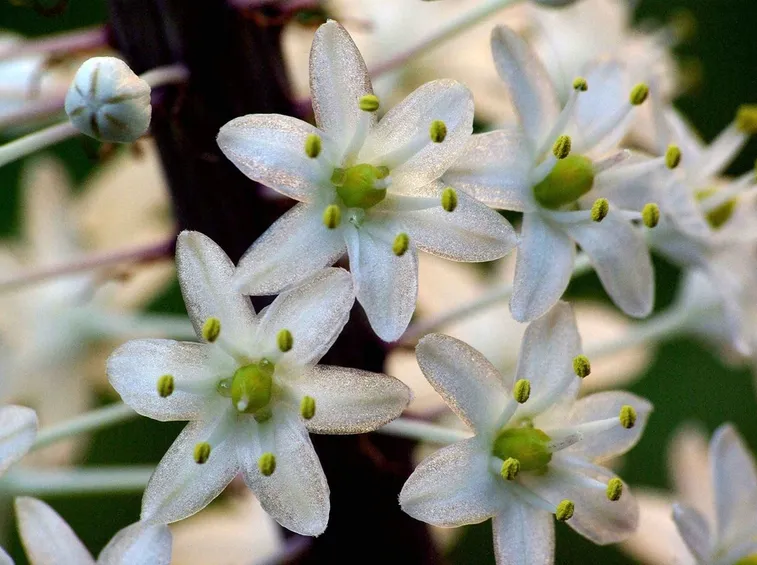 Drimia fioritura
