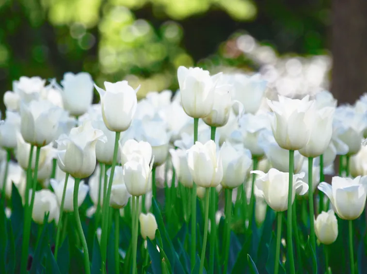 Tulipani bianchi