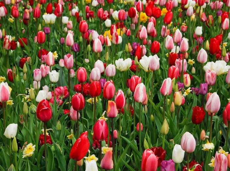 coltivazione di tulipani