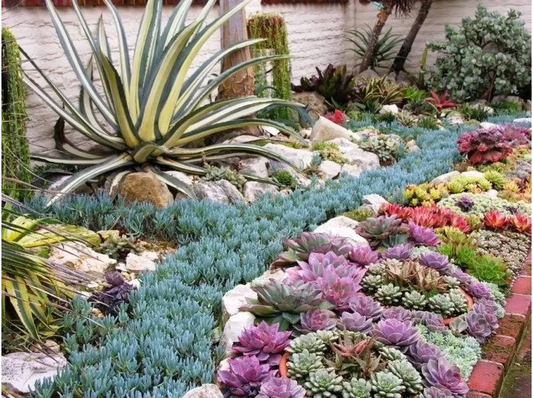 LE AIUOLE DI PIANTE GRASSE