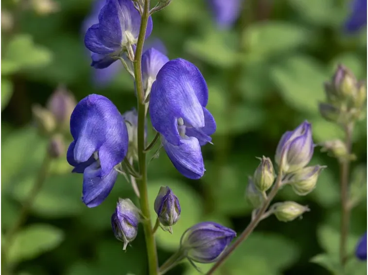 Aconitum napellum