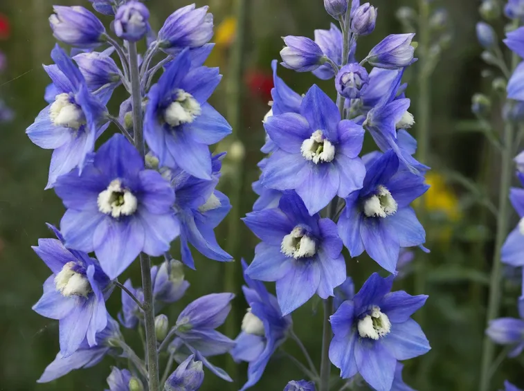 Delphinium