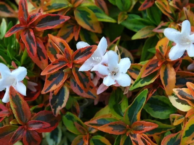 abelia