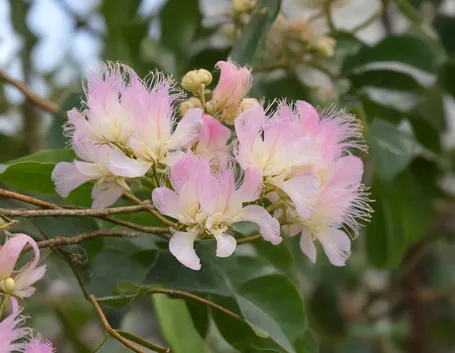 albizia